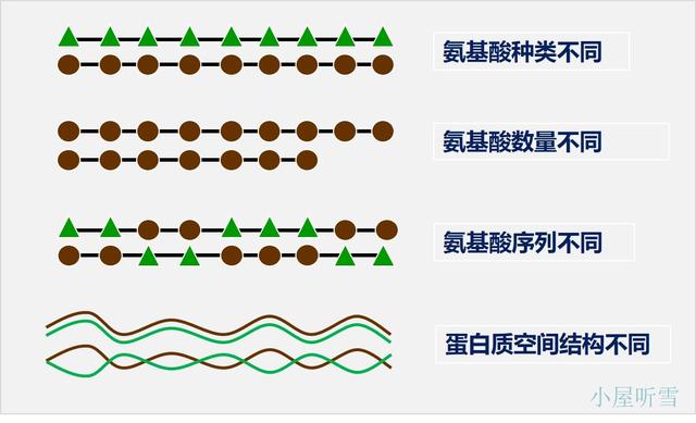 突破氨基酸结构难点，轻松掌握《生命活动的承担者——蛋白质》
