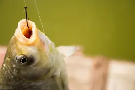 太阳鱼大量“入侵”四川？它曾在日本引发生态灾难，该如何是好？图片