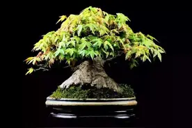 为落叶树盆景塑形，掌握3门体雕技巧，让你的盆景与众不同图片