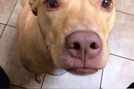 学好这5种“狗语”，你就能明白狗狗的心思，不愁养不好狗！图片