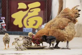 母鸡多久可以孵化出小鸡，如何保护小鸡仔，看看这幸“福”一家图片