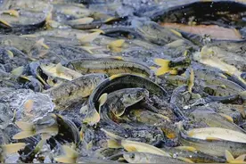 西藏羊卓雍措里的鱼多达8亿公斤，随手就能捞到，为何无人敢吃？图片