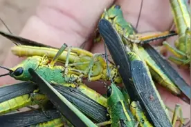 黄脊竹蝗入侵云南，10万亩农地受灾，鸭子大军整装待发图片