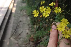路边的野花不要采图片