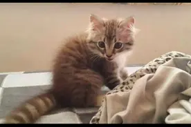 猫咪小时候像是小浣熊，长大后却像是小松鼠，就是不太像猫啊图片