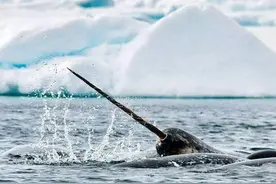 海洋里的独角兽：据发现至今数百年，仍未完全了解“角”的作用图片