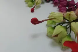 以龙为名的国风植物——龙吐珠图片