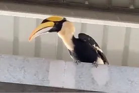 广西一大鸟飞入农贸市场无人敢碰，得知其身份后直呼：牢底坐穿鸟图片