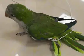 广东一男子饲养和尚鹦鹉被抓，为国家保护动物，每只价值10000元图片