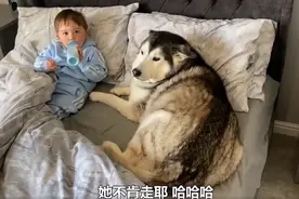 狗子非要和萌娃一起睡觉，小主人我来守护，网友：狼外婆既视感图片