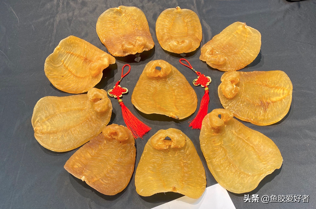 赤鱼胶图片大全 2026年赤鱼胶的营养价值及功效