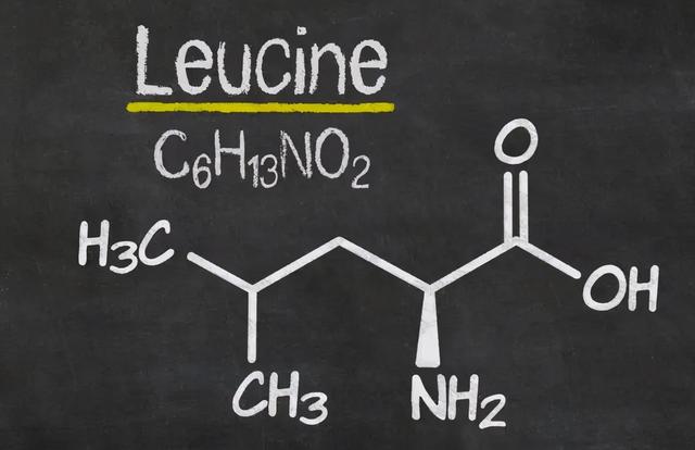 解析｜同样是蛋白质，哪种蛋白质食材对于肌肉生长来说效率最高？