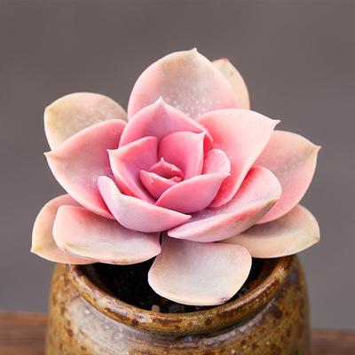 100种粉色多肉植物图鉴,激活你的桃花运!