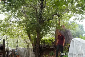 深山农村游玩采摘“稀罕果”，被农民大哥发现，结果意外图片