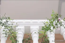 蓝色阴雨羞答答地开花了图片