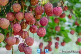 中国美食广西篇一一玉林狗肉图片