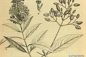以身试药 加快药物研发进度图片