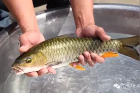 寻味流溪河源头，品尝食中珍品——娟鱼图片