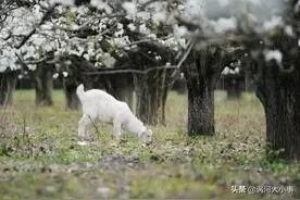 忽如一夜春风来，千树万树梨花开——涡阳春景等你来！图片