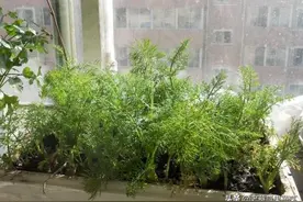 茴香种子撒一把，生长速度可不慢，吃饺子不发愁了图片