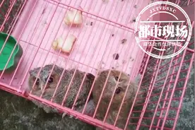 家里飞来2只毛茸茸的小家伙，没想竟大有“来头”图片