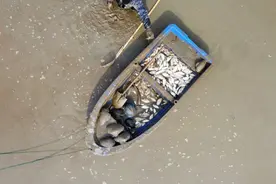 安徽老乡养鱼，两万元鱼苗投放进去，却被这群“大害鱼”吃个精光图片