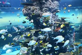 鱼的记忆只有7秒？有的鱼可能还有史前记忆图片