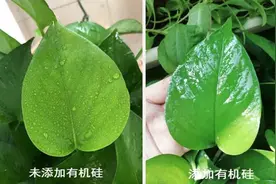 药效好不好，得看助剂用得巧不巧！有机硅“助”在哪？怎么用？图片