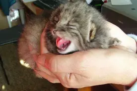 俄罗斯农夫在仓库捡到四只小猫，没想到竟然是“稀有宝贝”图片