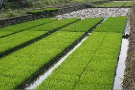 「水稻育秧」无纺布覆盖育秧好不好，哪些地方适合，你了解吗？图片