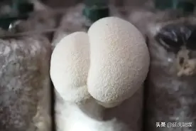 延庆“山珍猴头”美味不可“菇”量！图片