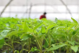 有机蔬菜比普通的更有营养？自家种植蔬菜一定比市面上的更安全？图片