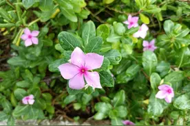 人称“凤仙花”，小时候常用来染指甲，价值珍贵，对灰指甲有一绝图片