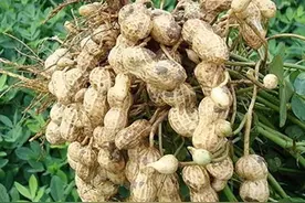 花生三遍药，到底哪三遍？这次说的明白图片