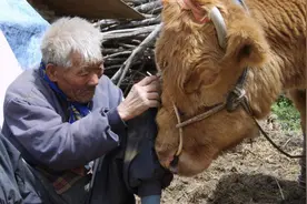 老黄牛帮主人劳作40年，被卖时竟泪流满面！如果是你，你会卖吗图片