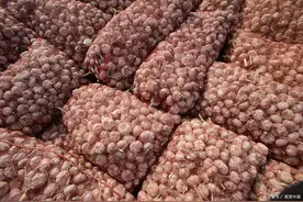 新鲜大蒜陆续上市，蒜农一亩收获5000元，后期价格会继续保持吗？图片