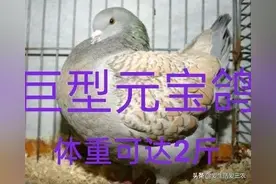 养殖巨型元宝鸽，技术简单回本快，致富好门路！图片