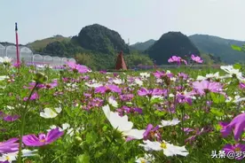 罗定：春日乡村美如画，踏青赏花正当时图片