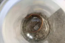 太原市万柏林区成功移送一只石龙子图片