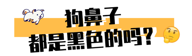 翻看旧照片发现，狗子居然养着养着变色了