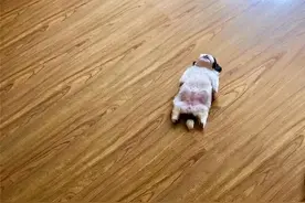 小奶狗靠睡姿走红，一年后它长大了，更可爱了，还有了40万粉丝图片