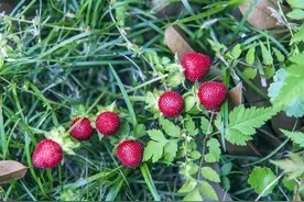 眼镜王蛇被竹叶青蛇咬了一口，会不会死？图片