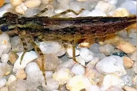 蜻蜓幼虫——水虿：吃鱼凶猛，称为“水中老虎”，喻为“吃鱼虎”图片
