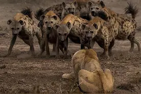 鬣狗捕猎有多恐怖？两口将一头牛咬个窟窿，连狮子都害怕图片