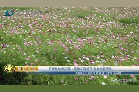 万峰林纳录花海：格桑花盛开 游客闻香来图片