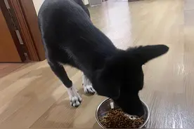 辟谣，米饭能代替狗粮成犬类主食？不能，狗狗消化淀粉存在缺陷图片