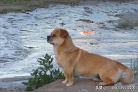 这些与狗有关的真实故事，探究的不止宠物对人的意义图片