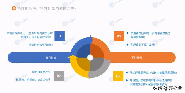 李曼大会听课笔记连载（二）（母猪营养、生长速度、应激、无抗）