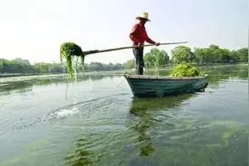 河蟹养殖：除青苔后出现损蟹，原因几何？面对青苔这样做才正确图片