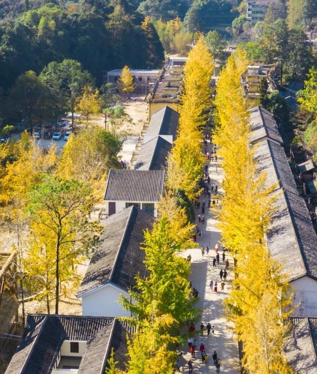 秋风吻尽银杏叶，艳遇醉美帽子峰